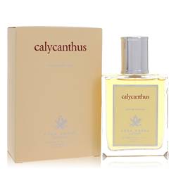 Calycanthus By Acca Kappa